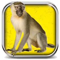 Contes kassem français vol. 1