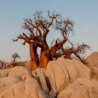 Les Contes Africains